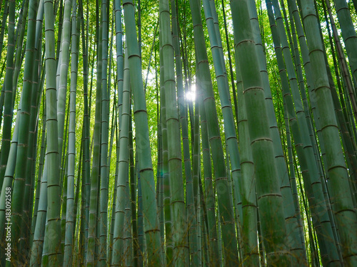 Bambus Hintergrund Wald Licht