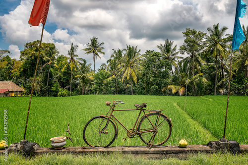old bicycle traditional in  rice field in bali. inodnesia