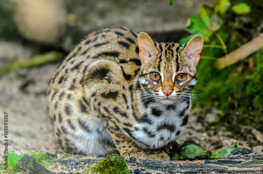 Fototapeta premium European Wildcat