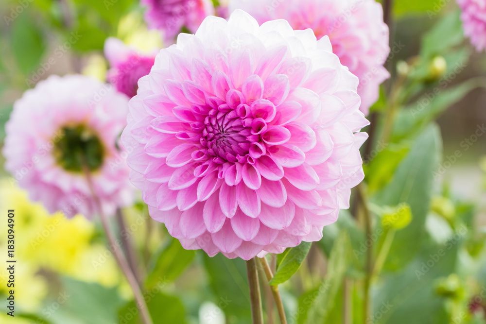 Fototapeta premium Beautiful pink flower blooming in spring day by Macro lens .