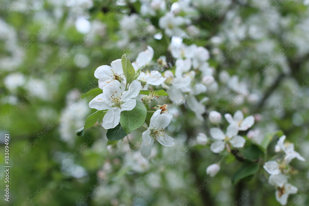 Apple blossoms Apple blossoms