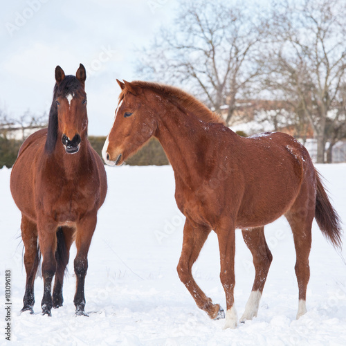 Two horses playing together in winter pasture © lenkadan