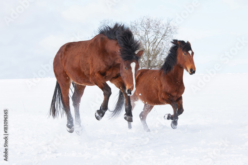 Two horses playing together in winter pasture