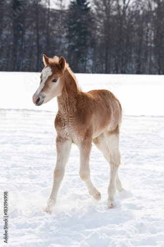  Sweet foal running on snowy meadow