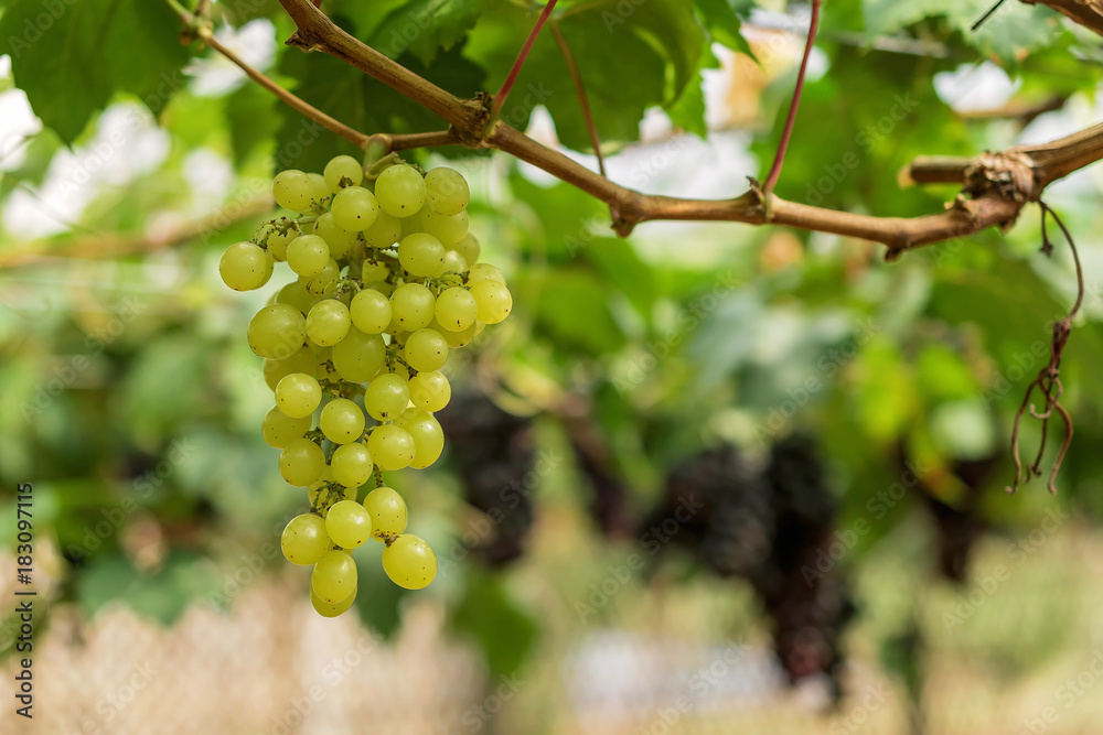 Large bunch of red wine grapes hang from a vine with green leaves.