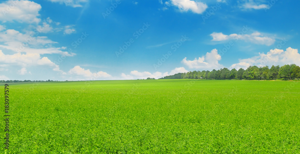 Obraz premium Green field and blue sky with light clouds. Wide photo.