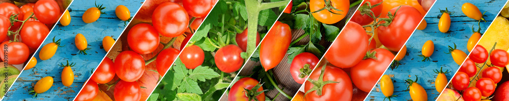 Colorful Tomatoes Background. Fresh Organic Tomato Texture. Wide photo .