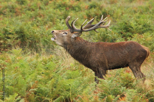 Large adult male stag deer with antlers roaring during rutting mating season.