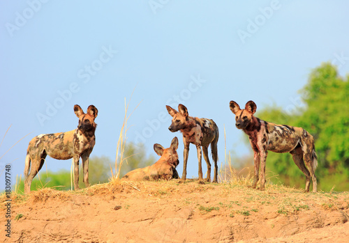 Canvastavla Pack of wild dogs (Painted Dog - Lycaon pictus) standing on top of a sand bank l