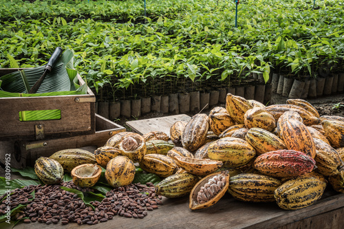Cocoa Beans and Cocoa Fruits.