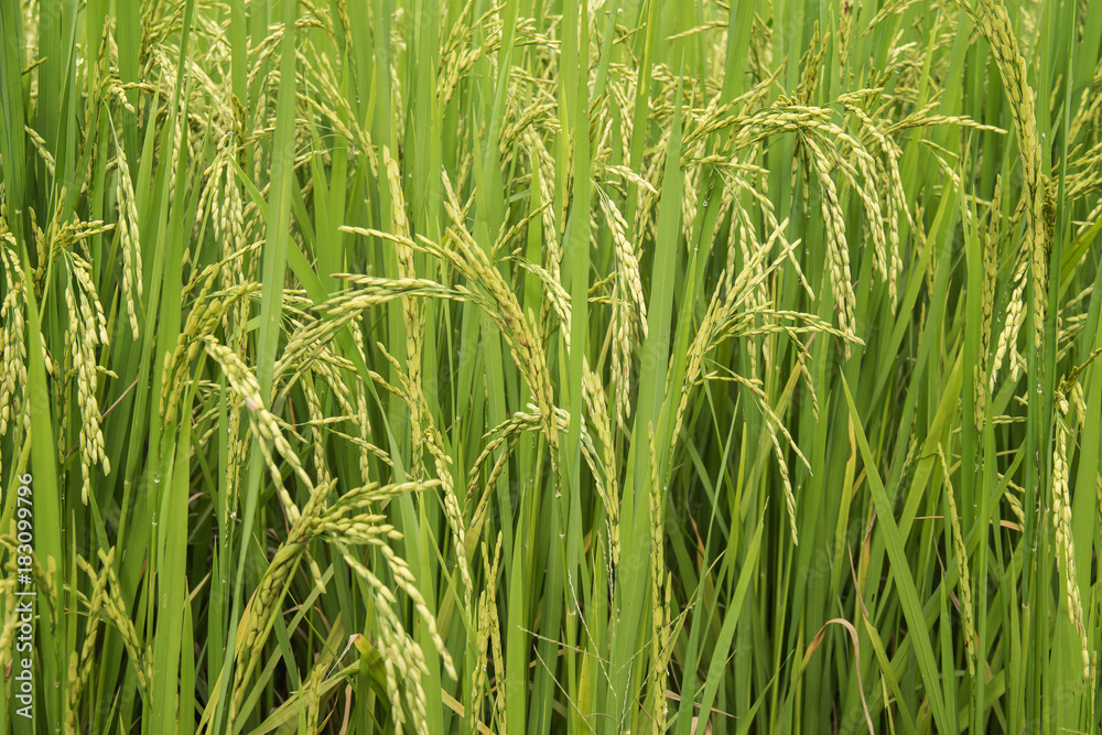 Close up of green paddy rice plant. Close up of green paddy rice plant.
