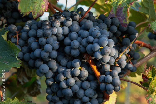 Red wine grape in vineyard