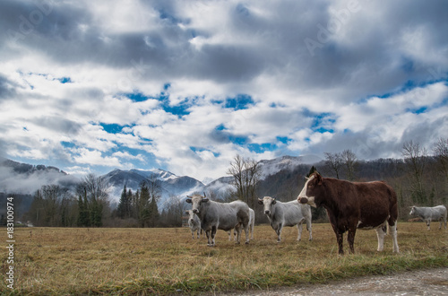 Vaches au pied des montagnes