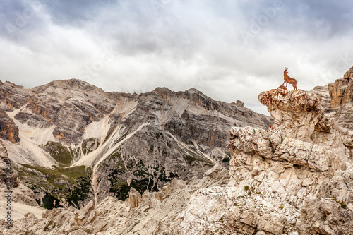 Metal chamois on a rock with magnificent dolomitic peaks on the background, Fontananegra Pass, Dolomites, Italy