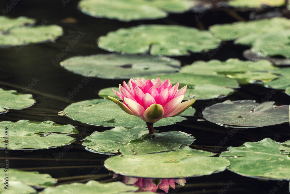 A small pond full of water lilies A small pond full of water lilies