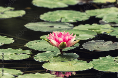 A small pond full of water lilies