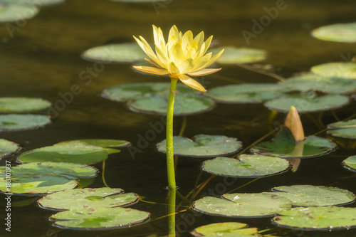 A small pond full of water lilies