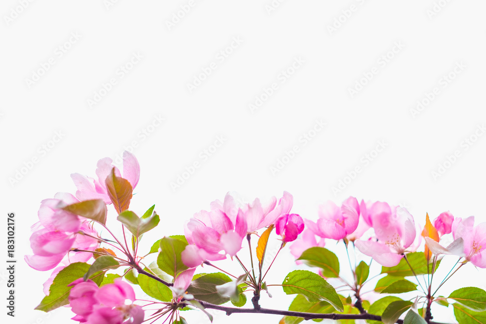 Fototapeta premium Blooming apple tree