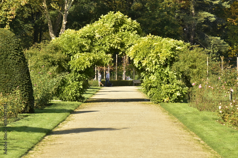 Feuillage des arbres en arche au dessus d'une allée à la roseraie ,au Vrijbroek Park à Malines Feuillage des arbres en arche au dessus d'une allée à la roseraie ,au Vrijbroek Park à Malines