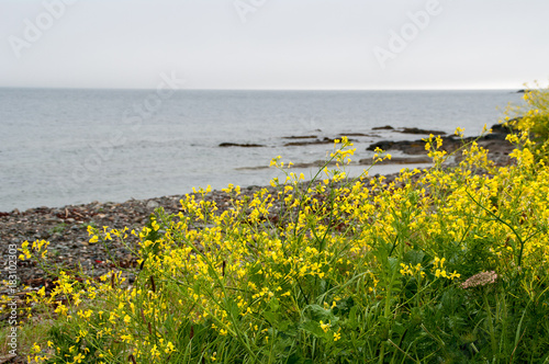 Wild Mustard on Bantry Bay