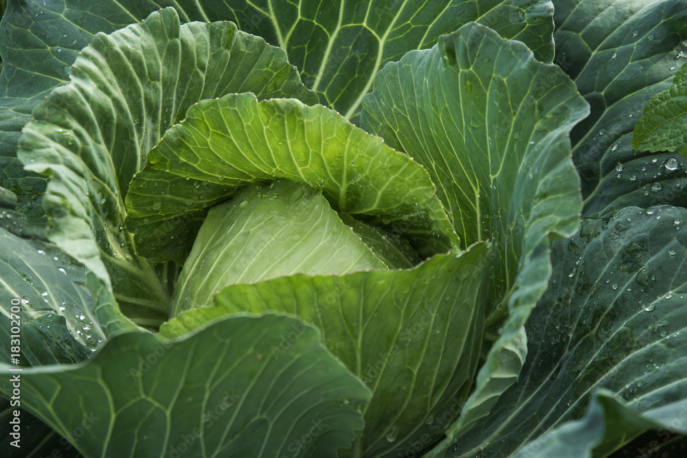 Landscape view of a freshly growing cabbage field, Landscape view of a freshly growing cabbage field,