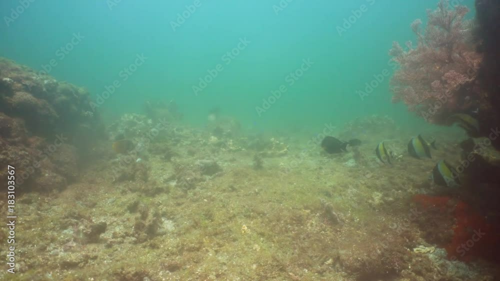 Fish and coral reef. Wonderful and beautiful underwater world with corals and tropical fish. Hard and soft corals. Diving and snorkeling in the tropical sea. Travel concept. 4K video. Fish and coral reef. Wonderful and beautiful underwater world with corals and tropical fish. Hard and soft corals. Diving and snorkeling in the tropical sea. Travel concept. 4K video.
