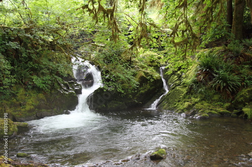 Small waterfall and surrounding forest in Quinault, Washington  photo