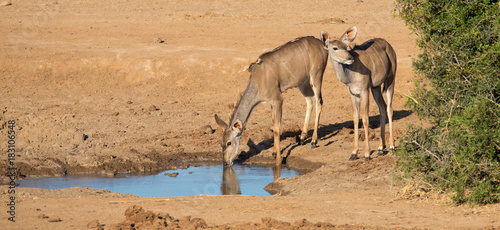 Impala Antelope Quenching Thirst at a Water Hole