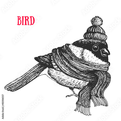 Bird vector illustration. Vintage bird in a scarf and hat. Autumn or winter bird. Engraved style.