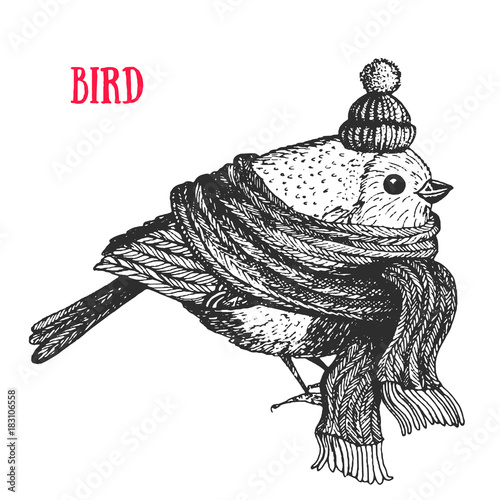 Bird vector illustration. Vintage bird in a scarf and hat. Autumn or winter bird. Engraved style.