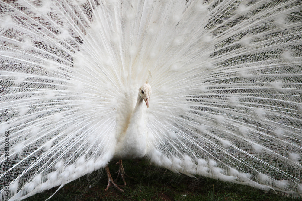 Obraz premium A white peacock at bus station in Budva, Montenegro