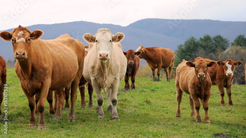 Cows posing © Greig Morrison & Co.