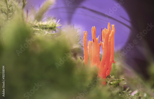 Family of fungi in the moss.Family yellow similar to coral mushrooms in green moss.