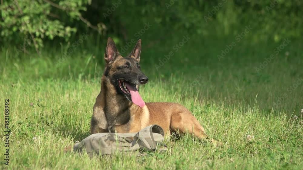 Dog is peacefully lying beside the bag. Exhausted shepherd dog is pacefully lying beside the bag, slow motion. Dog is peacefully lying beside the bag. Exhausted shepherd dog is pacefully lying beside the bag, slow motion.