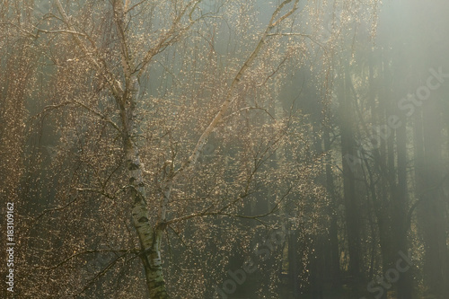 Fototapeta Naklejka Na Ścianę i Meble -  Jesienna Brzoza Z Rosą 