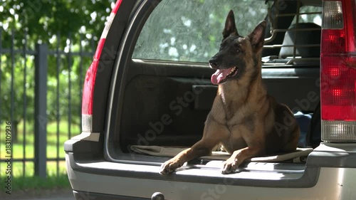 Dog is lying into a car trunk. Belgian shepherd dog is obediently lying into a car trunk and looking outside. photo