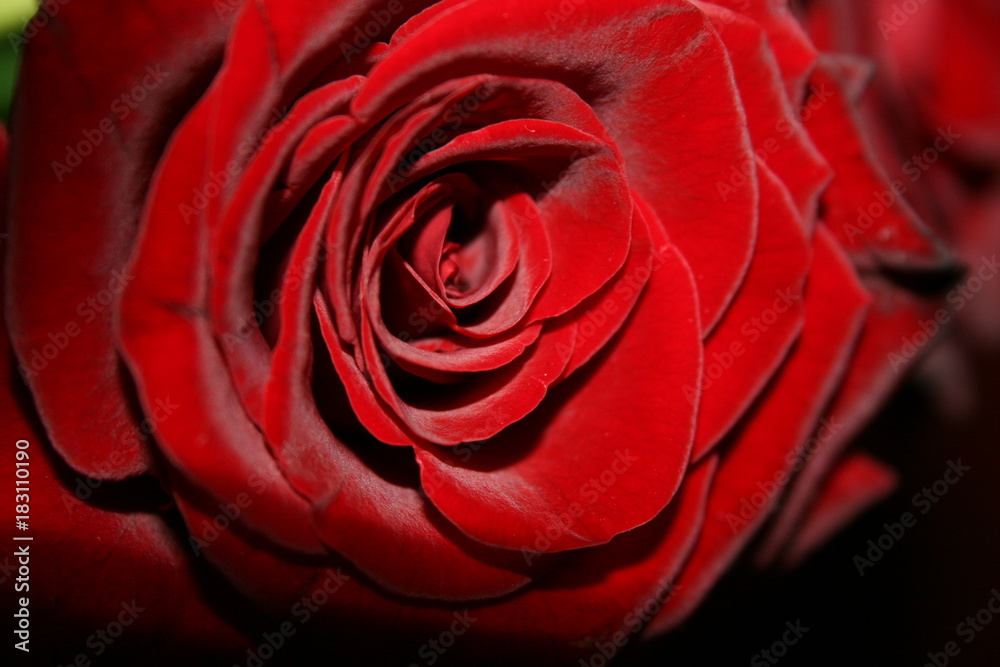 rose flower rose flower