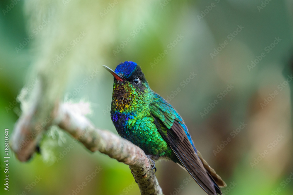 Hummingbird green, red and blue over branch. Hummingbird green, red and blue over branch.