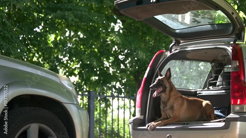 Dog is lying into a luggage boot and barking around. Shepherd belgian dog is lying into a car trunk and barking around. photo