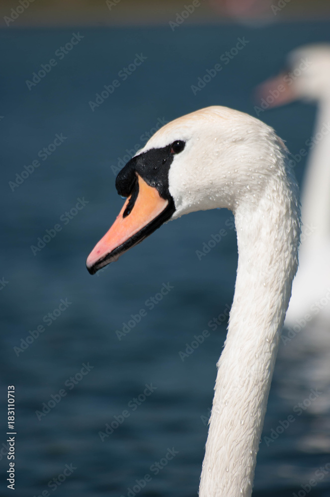 Obraz premium Swan Closeup