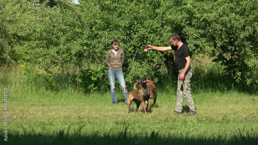 Dogs and their owners are playing with toys.Two adorable dogs and their masters are playing with a ball and stick. Dogs and their owners are playing with toys.Two adorable dogs and their masters are playing with a ball and stick.