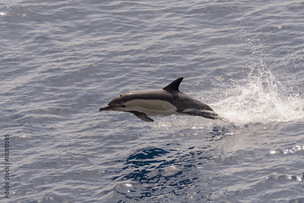 Naklejka premium Dolphins jumping out of calm sea