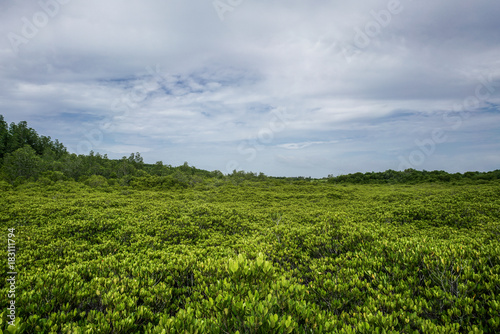 Mangrove forest , sky