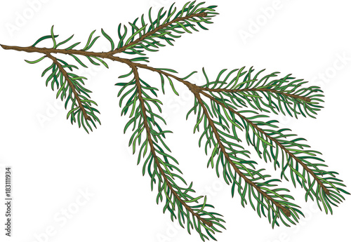 Green Fir Branch