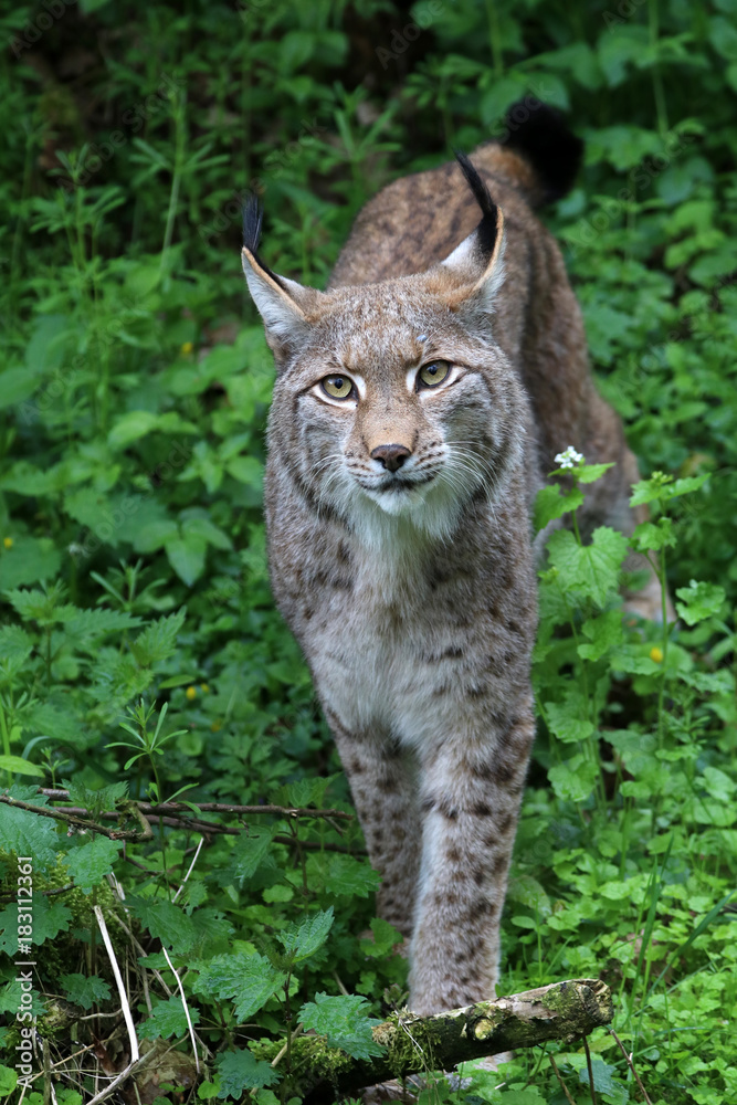 Obraz premium Lynx