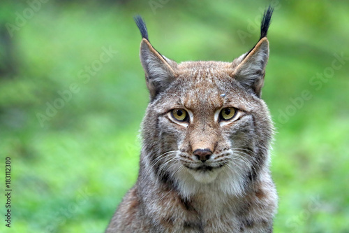 Lynx © Edwin Butter