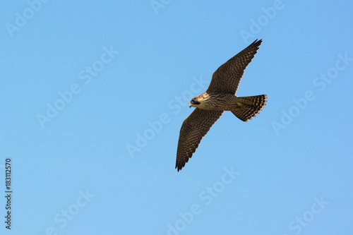  falcone pellegrino,giovane in volo,sfondo cielo blu
