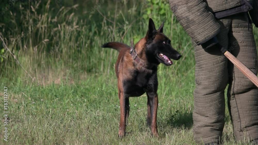 Dog biting and releasing. Dog is biting different parts of a figurant's body.