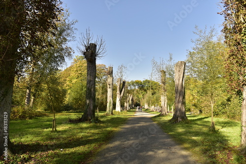 Chemin en terre le long des arbres coupés dans la nature luxuriante du Vrijbroekpark à Malines