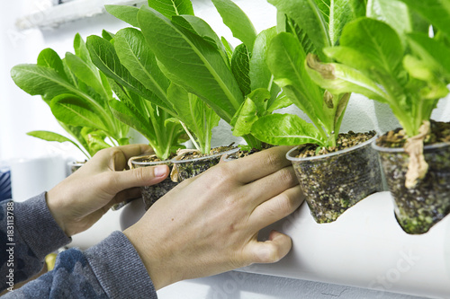 balkonda tarım yapmak